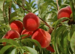 Prunus persica Dixired / Dixired őszibarack